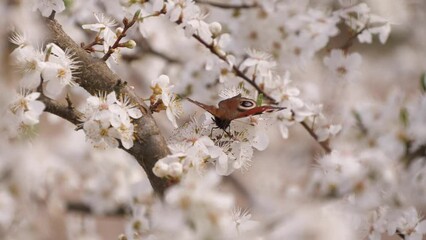 Wall Mural - Blooming And Blossoming With Butterfly On Fruit Tree