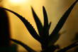 the silhouette of aloe vera against the sunset. minimalism and bright color combinations.