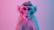   A monkey with an expression of oddness in its eyes against a pink and blue backdrop