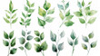Watercolor floral illustration set - green leaf branches collection