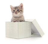Fototapeta Dmuchawce - Kitten in cardboard box.