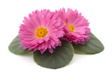 Fototapeta Koty - Two pink flowers.