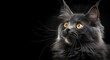portrait of a black cat, photo studio setting with main lighting, isolated black background and free space