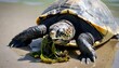 A-Turtle-With-Its-Mouth-Open-Munching-On-Seaweed- 2