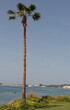 Mediterranean Palm by the Sea. Vertical shot.