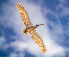 Pelican in flight