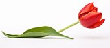 Fototapeta Perspektywa 3d - Vibrant red tulip flower with a slender green stem displayed elegantly against a clean white background