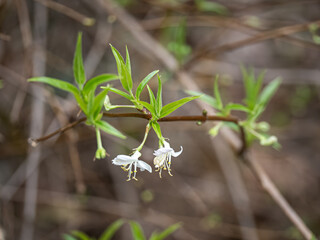 Wall Mural - Honeysuckle Standish's tiny white flower.