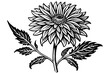 aster flower silhouette vector illustration