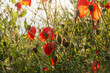 Close-up of red poppies in full bloom sways gently in the breeze