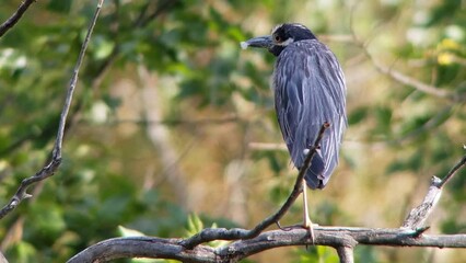 Wall Mural - Roosting Yellow-crowned Night Heron in a Colorado Wetland