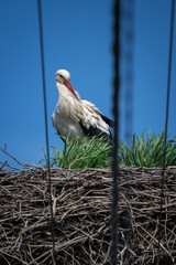 Canvas Print - An adult white stork bird on a nest with wires from a pole.