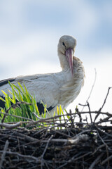 Canvas Print - Adult white stork bird on the nest.