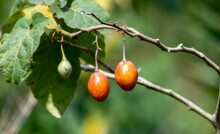 A Couple Of Red And Ripe Tamarillo Fruits, Solanum Betaceum, Are Seen Hanging From A Tree Branch, Ready For Harvest In A Sunny Mexican Orchard