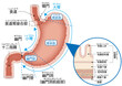 胃の構造と各部の名称