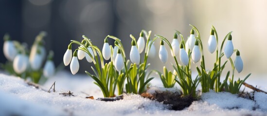 Poster - Snowdrops, delicate white flowers, are emerging from the cold snow under the warmth of the bright sun on a beautiful winter day