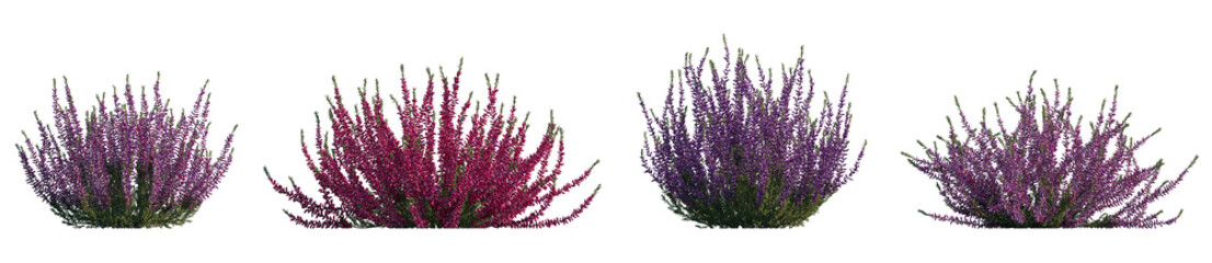 Wall Mural - Calluna vulgaris (common, scotch, scottish heather, ling, heather) shrub plant set frontal bush isolated png on a transparent background perfectly cutout
