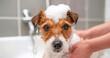 Puppy Bath Time