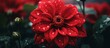 A vibrant red flower glistening with numerous water droplets, showcasing nature's intricate beauty