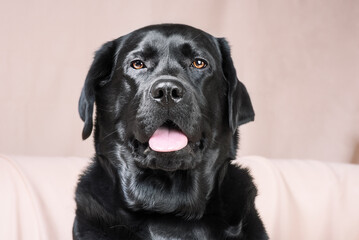 Wall Mural - Black dog. Labrador retriever on a beige background. A pet, an animal.