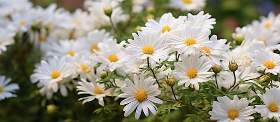 Sticker - Numerous white flowers are blooming in the green grass under the sunny sky in a serene outdoor setting