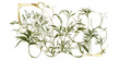Gold framed botanical print Transparent Background Images