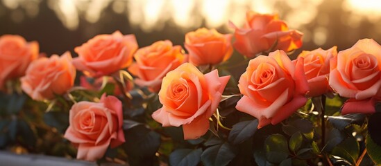 Wall Mural - A variety of vibrant orange roses are beautifully arranged in a vase sitting on a window sill, creating a lovely and colorful display