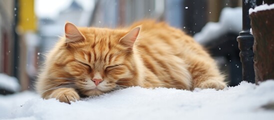 Wall Mural - A peaceful fluffy cat is taking a nap on the fresh white snow, enjoying a tranquil winter day