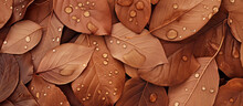 Water Drops On Brown Leaves