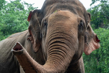 Close up of a Sumatran Elephant