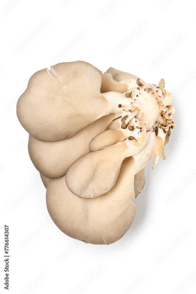 Fresh oyster mushrooms on white background