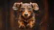 Cute Dachshund Puppy on Brown Background