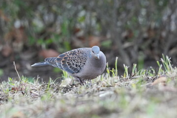 Wall Mural - rock dove in a field