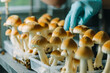 Laboratory for mushroom production and scientific experiments. Backdrop with selective focus and copy space