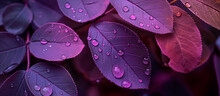 Purple Water Drops On A Leaf