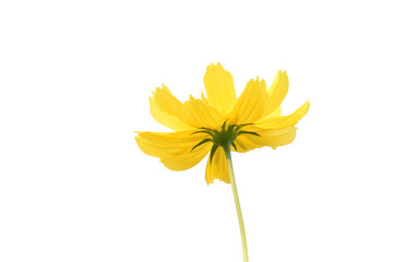 Wall Mural - isolated cosmos flower and plant with clipping paths.