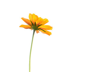 Wall Mural - isolated cosmos flower and plant with clipping paths.