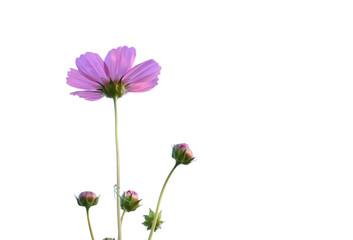 Wall Mural - isolated cosmos flower and plant with clipping paths.