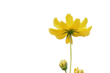 Wall Mural - isolated cosmos flower and plant with clipping paths.