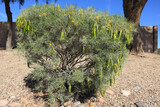 Fototapeta Zwierzęta - Australian native Feathery Cassia or Sive Senna (Senna Artemisioides) with green seed pods and yellow flowers in spring