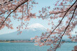 Mount Fuji in springtime with cherry tree in full bloom, Fuji Five Lakes, Japan