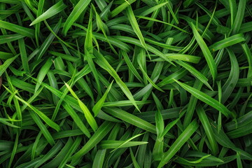 Wall Mural -  green grass background