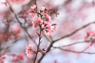 Wall Mural - Phaya suae flower or sakura flower in Thailand