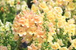 花壇に咲く黄色いキンギョソウの花