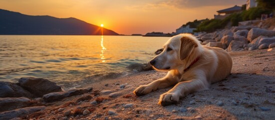 Poster - A relaxed dog is laying down on the sandy beach as the sun sets in the background, creating a beautiful sunset scene