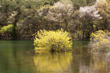 Sticker - a yellow tree on the lake