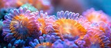 Fototapeta Przestrzenne - Vibrant Coral Polyp Reaching for Plankton in Underwater Ballet