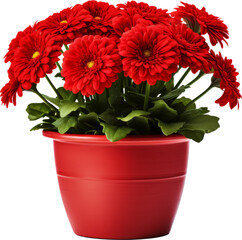 Wall Mural - flower pot,red beautiful flower pot,isolated on white ,transparent background,transparency