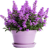 Fototapeta Lawenda - flower pot,pot of purple violet flower isolated on white or transparent background,transparency