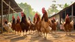 pecking coop chicken farm